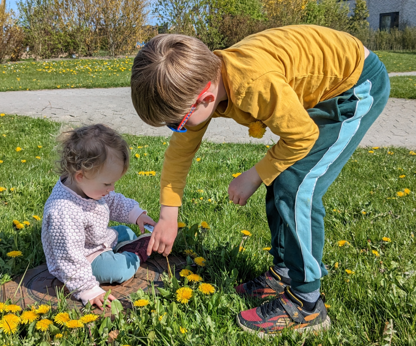 Dandelion picking