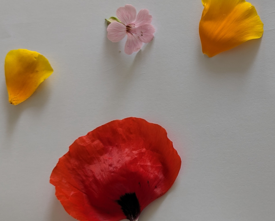 Wild flowers