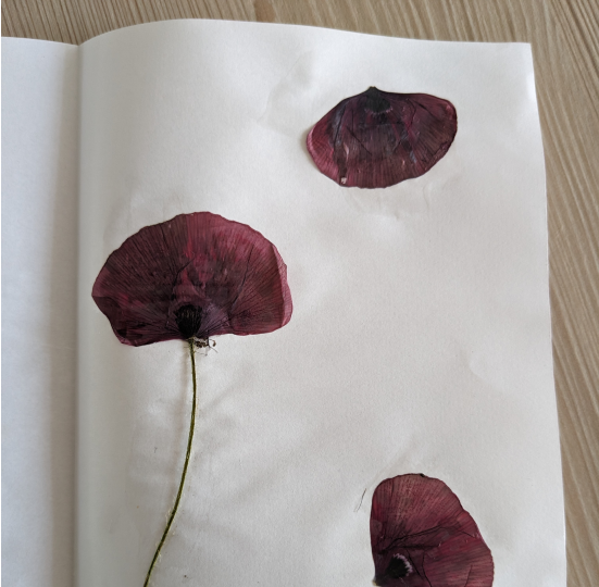 Pressed poppies